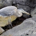 heron_blue_great_san_h_0089_ecu2286.jpg
